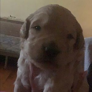 Meet your Posher, Meredith